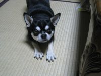 湯ノ沢の看板犬です。お待ちしています。