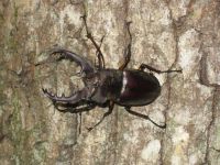クワガタが取れます。
